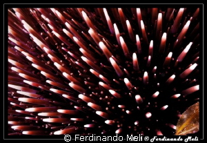 Pattern of Sea urchin by Ferdinando Meli 